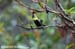 Yellow-cheeked Tit