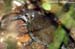 Dark-sided Thrush