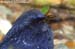 Blue Whistling Thrush