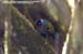 Chestnut-crowned Laughingthrush