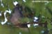Ashy Wood Pigeon
