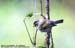 Blyth\'s Leaf Warbler