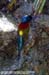 Green-tailed Sunbird (endemic)