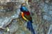 Green-tailed Sunbird (endemic)