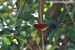 Mrs. Gould\'s Sunbird