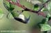 Green-tailed Sunbird