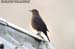 Blue Rock Thrush