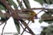 Greenish Warbler