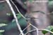 Arctic Warbler
