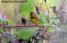 Bianchi\'s Warbler