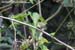 Two-barred Warbler