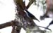Giant Nuthatch