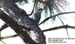 Giant Nuthatch