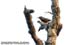 Chestnut-bellied Nuthatch