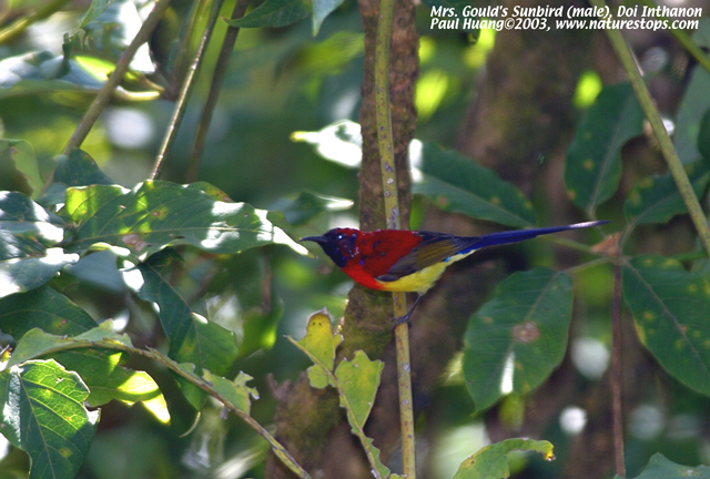 Mrs. Gould\'s Sunbird