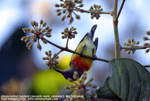 Green-tailed Sunbird (endemic)