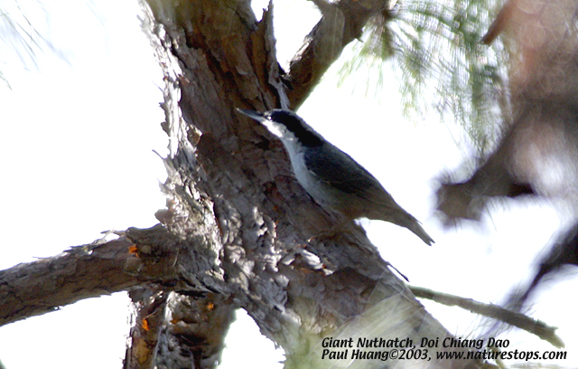Giant Nuthatch