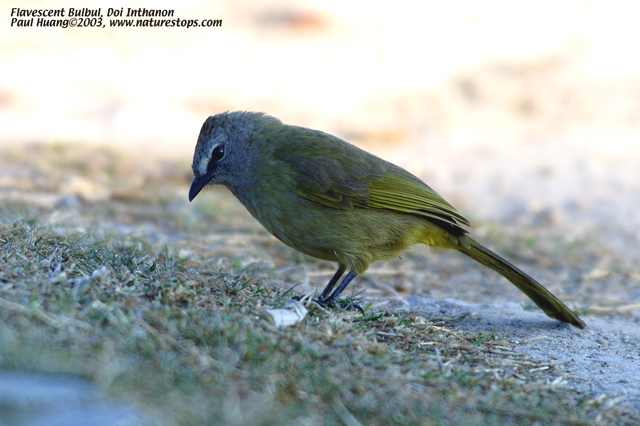 Flavescent Bulbul