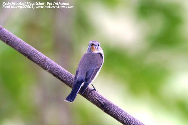 Red-throated Flycatcher