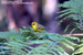 Golden Babbler