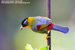 Silver-eared Mesia