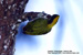 Greater Yellownape