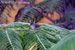 Mountain Fulvetta