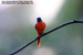 Grey-chinned Minivet