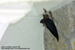 Glossy Swiftlet