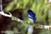 Oriental Magpie Robin