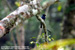 Lesser Racket-tailed Drongo