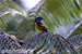 Grey-chinned Minivet