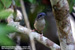 White-browed Shrike-babbler