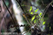 Grey-throated Babbler