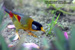 Silver-eared Mesia