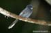 White-throated Fantail