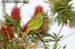 Orange-bellied Leafbird