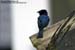 Lesser Racket-tailed Drongo