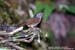 Mountain Fulvetta
