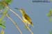 Streaked Spiderhunter