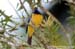 Orange-bellied Leafbird
