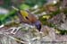 Chestnut-crowned Laughingthrush