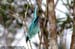 Verditer Flycatcher