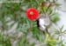 Black-throated Sunbird