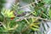 Black-throated Sunbird