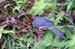 Chestnut-capped Laughingthrush