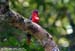 Red-headed Trogon