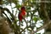 Red-headed Trogon