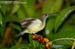 Little Spiderhunter