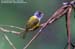 Grey-headed Flycatcher